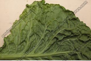 Photo Texture of Leaf Cabbage 0007